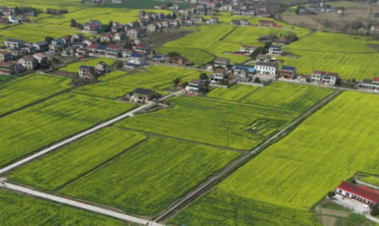 益阳桃江县204.0亩水浇地经营权出租