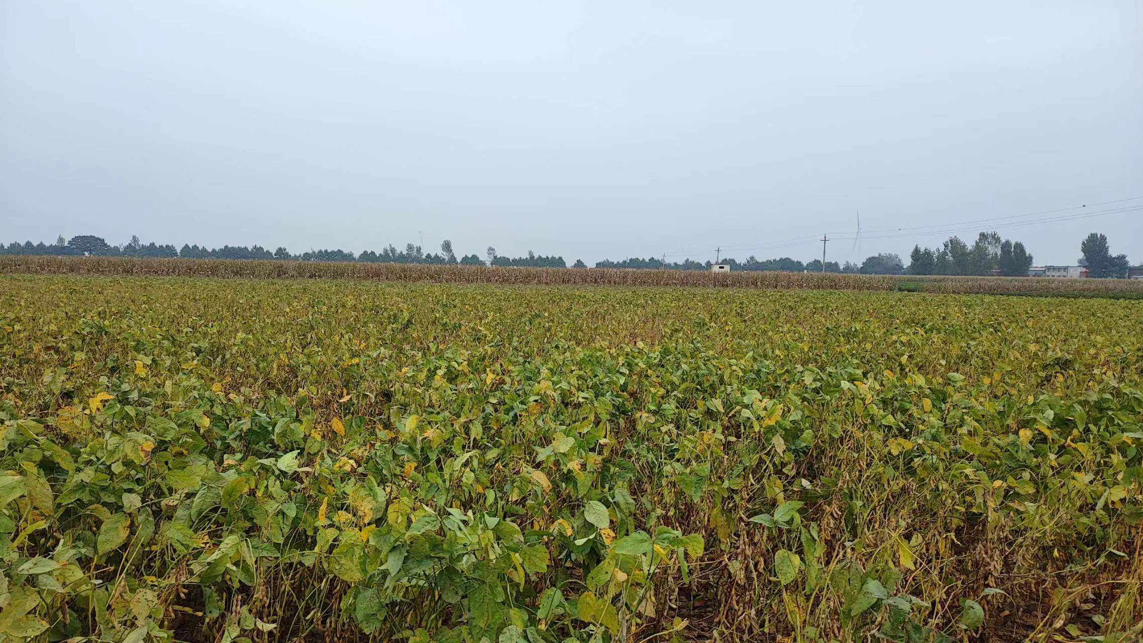 漯河临颍县 8亩 水浇地 经营权出租