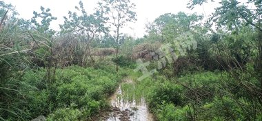 九江湖口县 20亩 水浇地 经营权出租