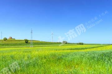 包头土默特右旗 567亩 水浇地 经营权出租