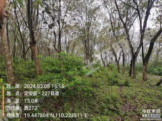 海南屯昌县 480.81亩 果园 经营权出租