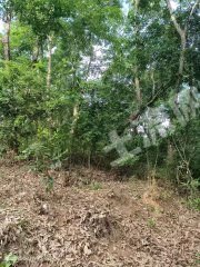 海南保亭黎族苗族自治县 90.4亩 果园 经营权出租