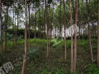 南宁横州市 110亩 水浇地 经营权出租