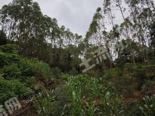 南宁横州市 310亩 水浇地 经营权出租