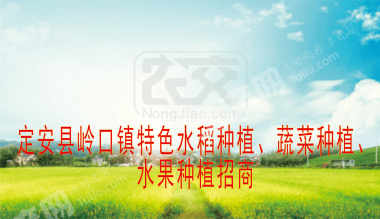 海南定安县 410亩 果园 经营权出租