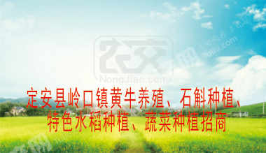 海南定安县 989亩 果园 经营权出租