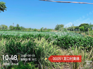 常德汉寿县 41.26亩 坑塘水面 经营权出租