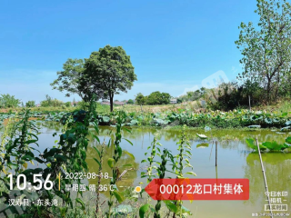 常德汉寿县 13.34亩 坑塘水面 经营权出租