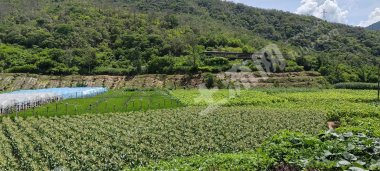 玉溪峨山彝族自治县 11亩 水浇地 经营权出租