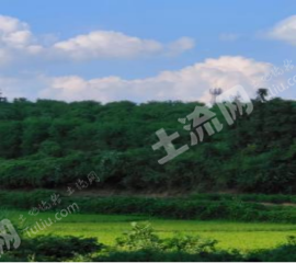 常德汉寿县 8.85亩 水田 经营权出租