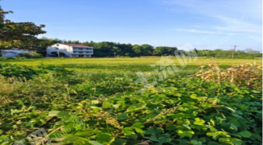 常德汉寿县 5.95亩 水田 经营权出租