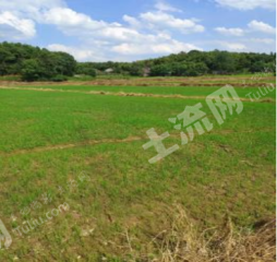 常德汉寿县 10.42亩 水田 经营权出租
