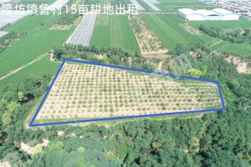 延安黄陵县 15亩 水浇地 经营权出租