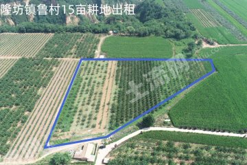 延安黄陵县 15亩 水浇地 经营权出租