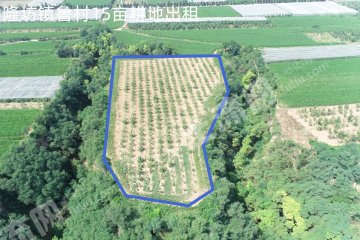 延安黄陵县 15亩 水浇地 经营权出租