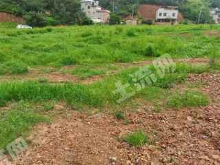 玉溪峨山彝族自治县 105亩 水浇地 经营权出租