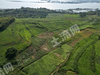 咸宁赤壁市 400亩 水浇地 经营权出租