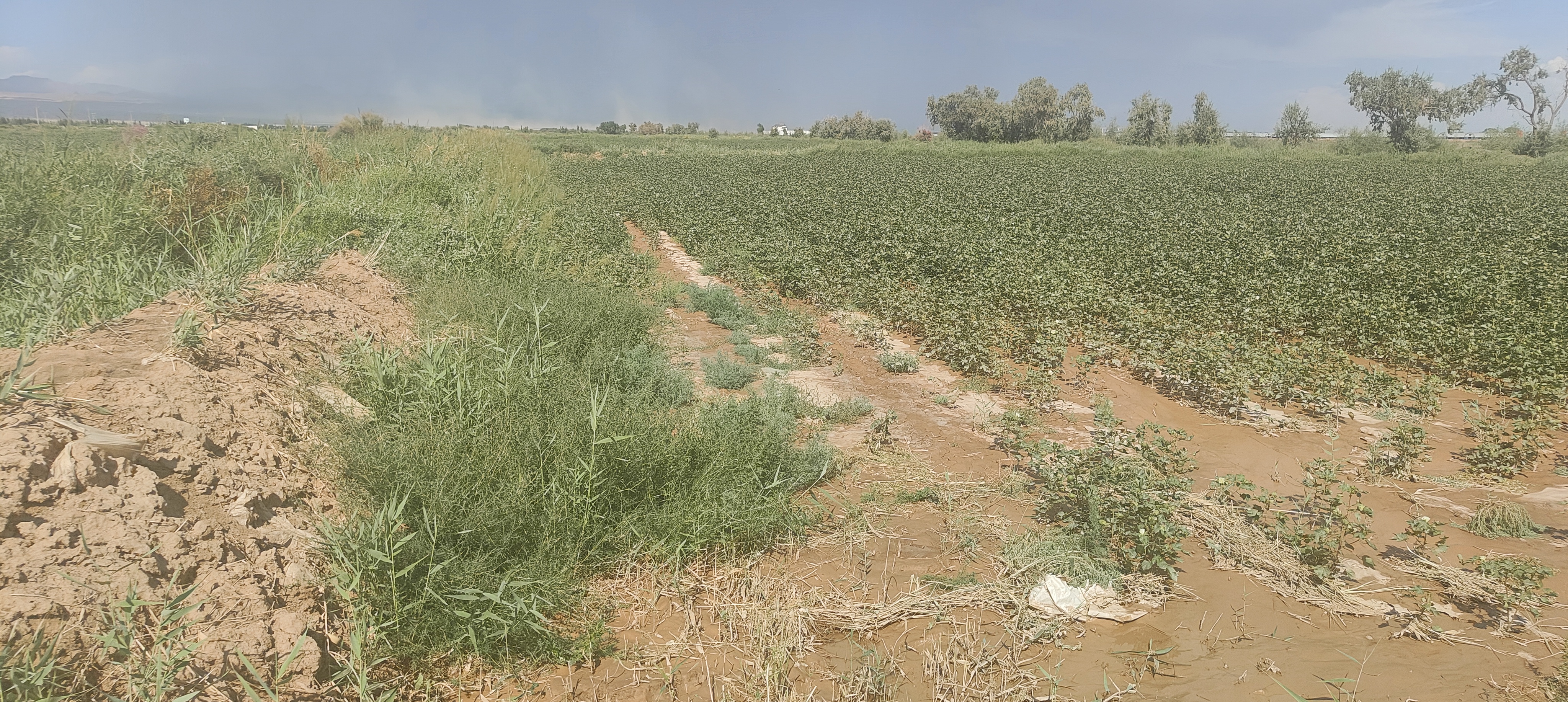 阿克苏柯坪县4.62亩水浇地经营权出租