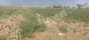 阿克苏柯坪县4.62亩水浇地经营权出租