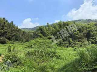 益阳桃江县 25亩 旱地 经营权出租