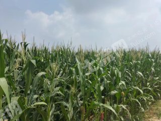 濮阳南乐县 26.09亩 水浇地 经营权出租