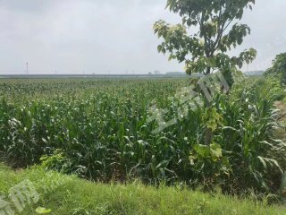 濮阳南乐县 24.55亩 水浇地 经营权出租