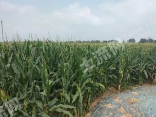 濮阳南乐县 34.47亩 水浇地 经营权出租