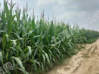 濮阳南乐县 29.82亩 水浇地 经营权出租