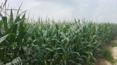 濮阳南乐县 29.82亩 水浇地 经营权出租