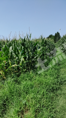 濮阳南乐县 30亩 水浇地 经营权出租