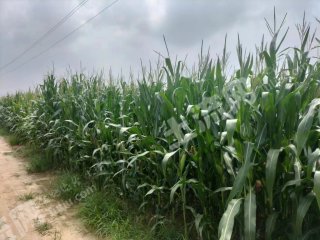 濮阳南乐县 24.55亩 水浇地 经营权出租