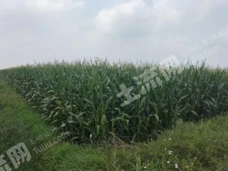 濮阳南乐县 42.32亩 水浇地 经营权出租