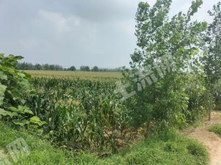 濮阳南乐县 26.09亩 水浇地 经营权出租