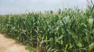 濮阳南乐县 34.47亩 水浇地 经营权出租