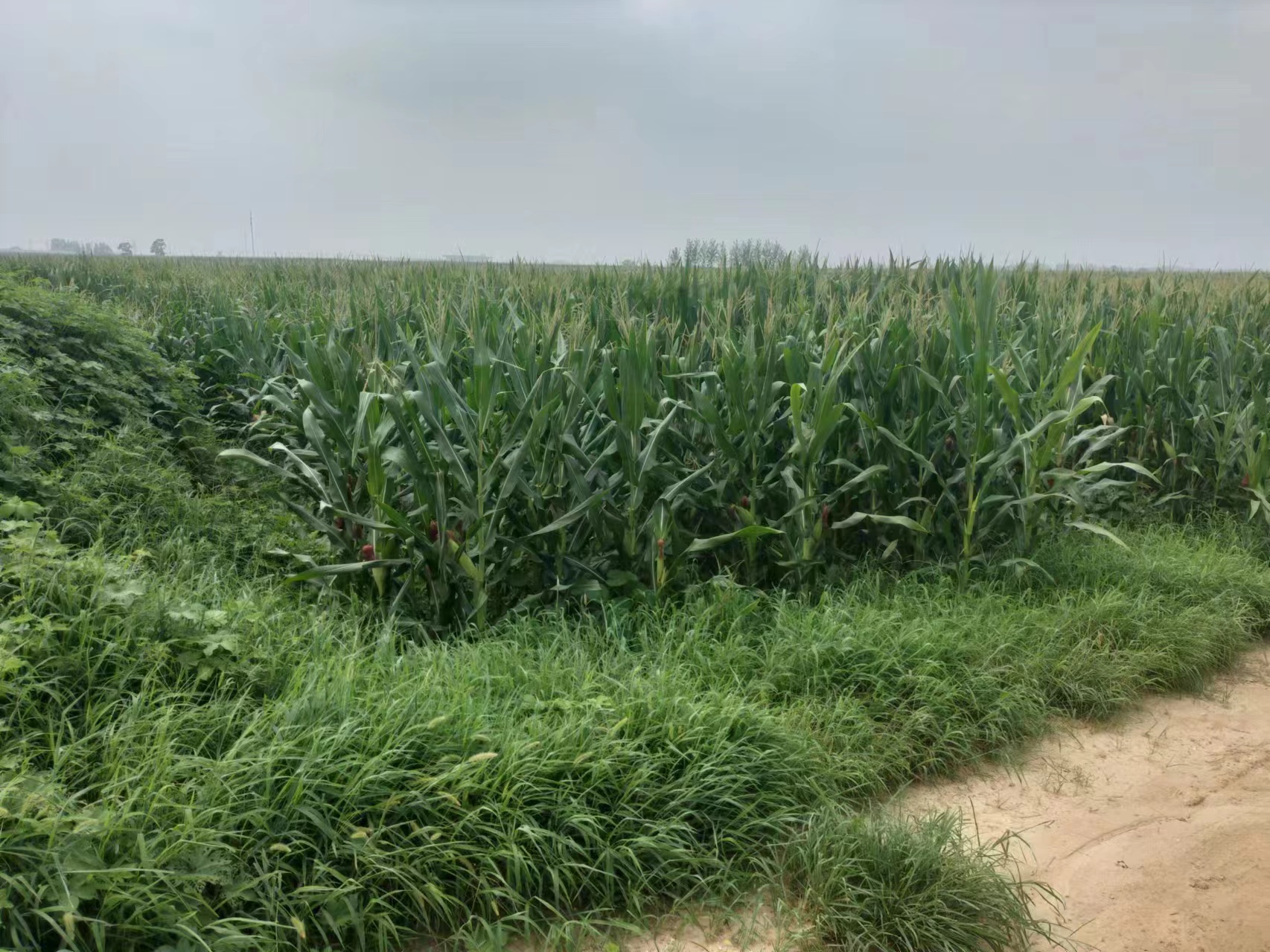 濮阳南乐县 29.82亩 水浇地 经营权出租