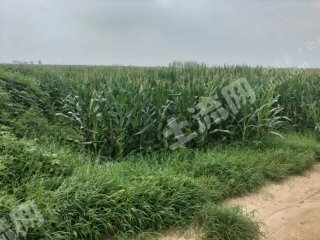 濮阳南乐县 29.82亩 水浇地 经营权出租