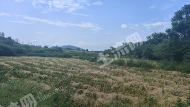 九江湖口县 5.35亩 水浇地 经营权出租