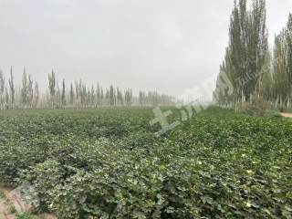 阿克苏柯坪县 90亩 水浇地 经营权出租