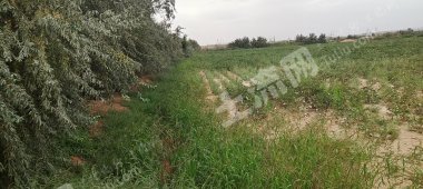 阿克苏柯坪县 26.81亩 水浇地 经营权出租