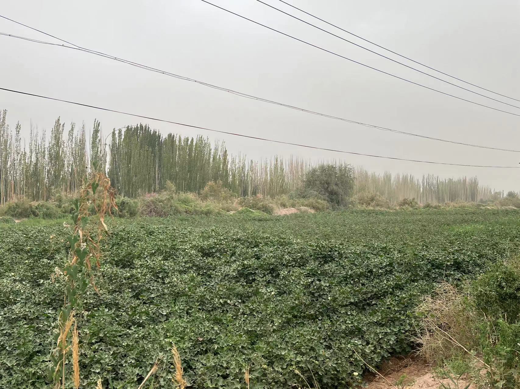 阿克苏柯坪县 141.3亩 水浇地 经营权出租