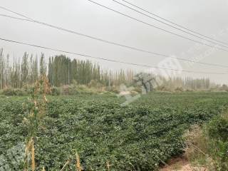 阿克苏柯坪县 141.3亩 水浇地 经营权出租