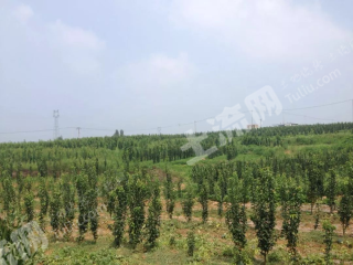 邵阳邵阳县200.0亩其它林地经营权出租