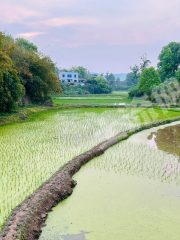 邵阳邵阳县 172亩 水浇地 经营权出租