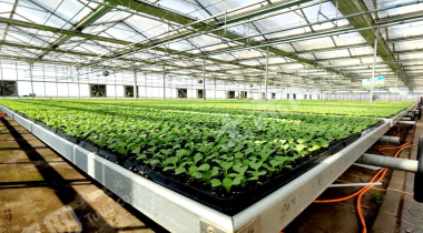 玉溪峨山彝族自治县 15.4亩 水浇地 经营权出租