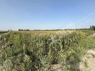 阿克苏沙雅县 957.1亩 水浇地 经营权出租