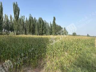 阿克苏沙雅县 957.1亩 水浇地 经营权出租