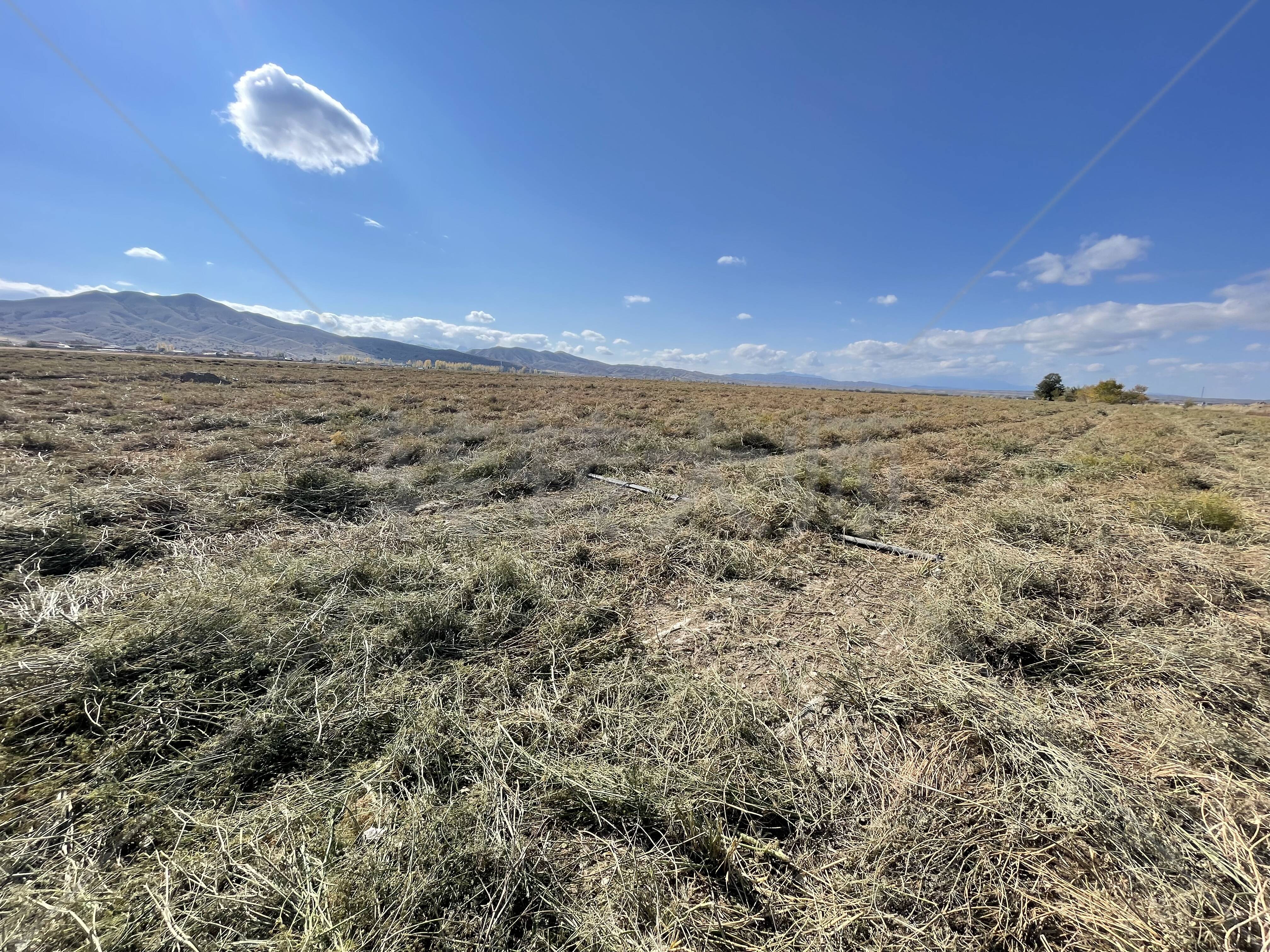 吐鲁番高昌区 6000亩 水浇地 经营权出租