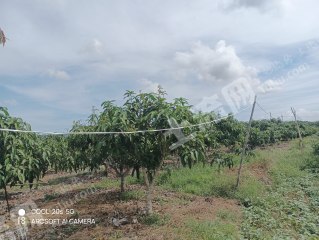 海南陵水黎族自治县 4亩 果园 经营权出租