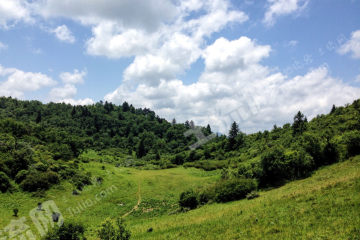 邵阳邵阳县 110亩 乔木林地 经营权出租