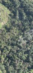 邵阳邵阳县 50亩 乔木林地 经营权出租